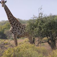 Full-Day Safari in Maputo National Park