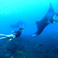 West Nusa Penida Island Snorkeling Tour - From Bali Island