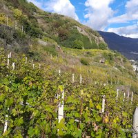 Private Wine Tour: Terraced Vineyards with Alpine view from Milan