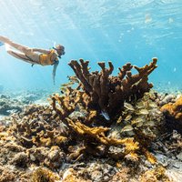 Snorkel Paradise Cancun 5 in 1 For Non Swimmers