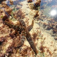 Explore San Diego Tide Pools with a Marine Biologist