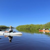 Kayaking in the Mangroves Experience