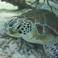 Snorkel Tours to Key Largo reef for up to 6 people-INCLUDES GEAR!