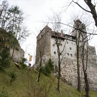 Day Trip Bear Sanctuary, Bran Castle, Rasnov Fortress from Brasov