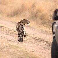 5-Day Private Camping Tour to Serengeti, Ngorongoro & Tarangire