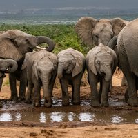 Addo Elephant Day Safari – Shore Excursion from Port Elizabeth
