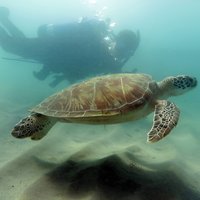 Scuba Tour for Certified Divers in San Juan