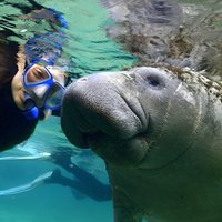 Manatee Snorkeling Adventure Tour with Lunch & Hotel Pickup