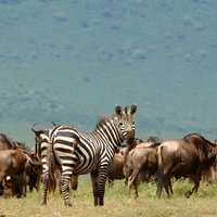 5 Days Under Serengeti Skies Tour