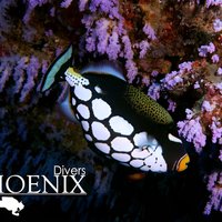 Scuba Dive in Koh Lanta, Thailand