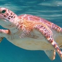 Akumal Turtles Snorkeling and GoPro pictures