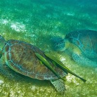 Tulum ruins, Swim with turtles and Cenote from Riviera Maya