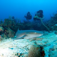 2-Tank Scuba Boat Trip in World-Class Sites @ Copamarina
