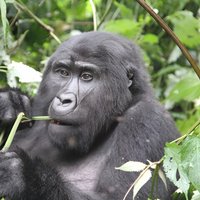 4 Days Gorilla Trekking, Lake Bunyonyi and Rwanda National Parks