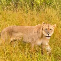 Hluhluwe Imfolozi Park Excursion