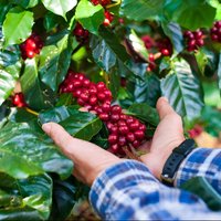 Private Coffee Tour at a Local Family Farm from Guatape