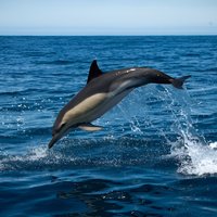 Observation of Dolphins and Whales with Marine Biologist in Arrábida