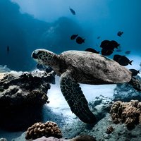 Turtle Canyon Snorkel Tour - Semi-private: 6 passenger max