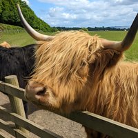Loch Lomond, Highland Cows, Victorian Town, Castle Half-Day Tour