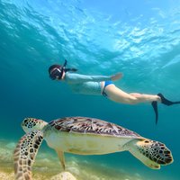 Waikiki Turtle Canyon Snorkeling Adventure