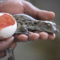 Crocodile Nature Park