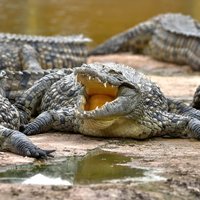Crocoparc Trip from Agadir