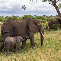 2 Day Tanzania Safari in Tarangire and Ngorongoro Crater
