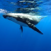 Private boat tour to swim with whales and sharks