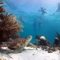 Cabo Pulmo National Park Snorkel Expedition from Cabo San Lucas