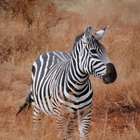 Full Day Safari Tour at Tsavo East National Park from Mombasa