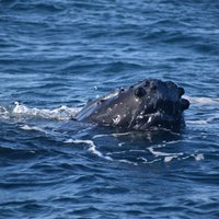 Winter Whale Watching Adventure in Kauai