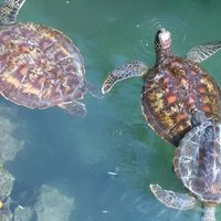 Full day: Snorkeling Dolphin Aquarium Turtles Sunset Kendwa Beach