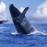 Samana Whale Watching Adventure from Punta Cana