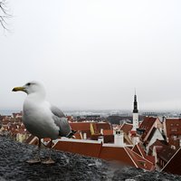 Tallinn Old Town tour combined with Jägala Waterfall visit