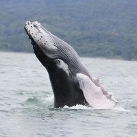 Whale watching Combo Tour Marino Ballena National Park (mid day)