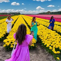Discover Holland’s Beautiful Tulip Fields with an Expert Guide