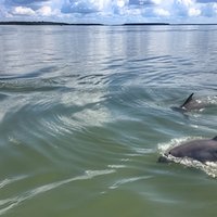 Private Hilton Head Dolphin Tour