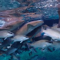 Hol Chan Marine Reserve and Shark Ray Snorkeling San Pedro Belize