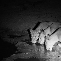 Exclusive Night Drive Safari near Hoedspruit