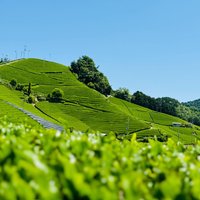 Uji and Wazuka Matcha Farm Half Day Private Guided Tour