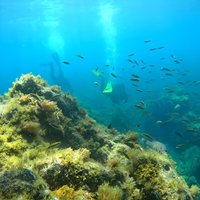 Scuba Diving in Turtle and Ray Area