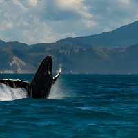 Kaikoura Day Tour From Christchurch