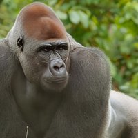 Visit the Ebogo site and Méfou Park from Yaoundé