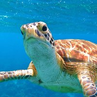The Frederiksted St. Croix Sea Turtles Snorkeling Tour