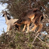 Goat on trees & Crocodile Park Including Tickets and Hotel Pickup