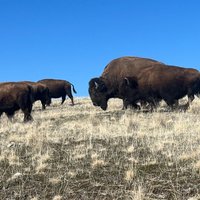 Private Antelope Island & Great Salt Lake Tour