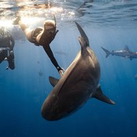 Shark Dive Private Charter No Cage