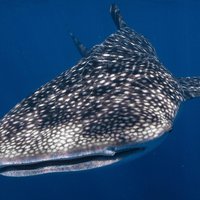 Snorkel with Giants at Ningaloo Reef