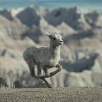 Private Badlands National Park Wildlife and Scenic Tour
