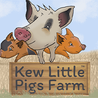 Kew Little Pigs - Pig Enthusiast